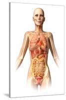 Female Body with Bone Skeleton and Internal Organs Superimposed-null-Stretched Canvas