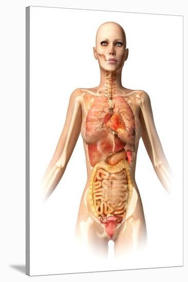 Female Body with Bone Skeleton and Internal Organs Superimposed-null-Stretched Canvas