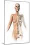 Female Body with Bone Skeleton Superimposed-null-Mounted Art Print