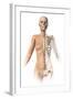 Female Body with Bone Skeleton Superimposed-null-Framed Art Print