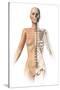 Female Body with Bone Skeleton Superimposed-null-Stretched Canvas