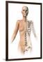 Female Body with Bone Skeleton Superimposed-null-Framed Art Print