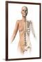 Female Body with Bone Skeleton Superimposed-null-Framed Art Print