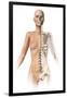 Female Body with Bone Skeleton Superimposed-null-Framed Art Print