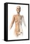 Female Body with Bone Skeleton Superimposed-null-Framed Stretched Canvas