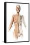 Female Body with Bone Skeleton Superimposed-null-Framed Stretched Canvas