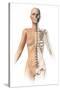 Female Body with Bone Skeleton Superimposed-null-Stretched Canvas