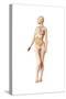 Female Body with Full Endocrine System Superimposed-null-Stretched Canvas