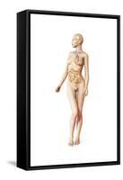 Female Body with Full Endocrine System Superimposed-null-Framed Stretched Canvas