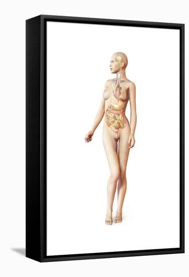 Female Body with Full Endocrine System Superimposed-null-Framed Stretched Canvas