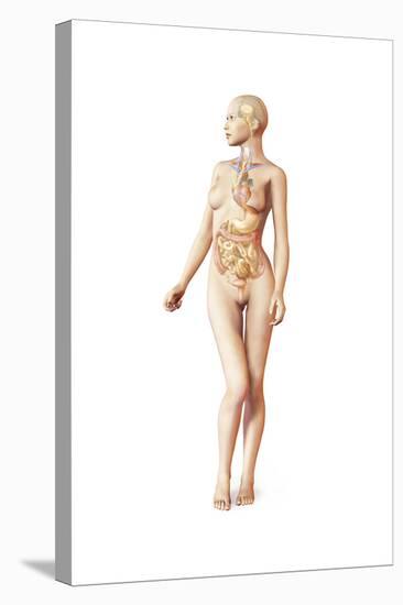 Female Body with Full Endocrine System Superimposed-null-Stretched Canvas