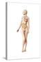 Female Body with Full Endocrine System Superimposed-null-Stretched Canvas