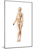 Female Body with Full Endocrine System Superimposed-null-Mounted Art Print