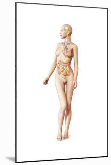 Female Body with Full Endocrine System Superimposed-null-Mounted Art Print