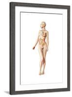 Female Body with Full Endocrine System Superimposed-null-Framed Art Print