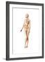 Female Body with Full Endocrine System Superimposed-null-Framed Art Print