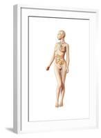 Female Body with Full Endocrine System Superimposed-null-Framed Art Print