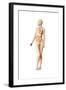 Female Body with Full Endocrine System Superimposed-null-Framed Art Print