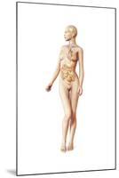 Female Body with Full Endocrine System Superimposed-null-Mounted Art Print