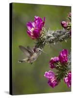 Female Broad-Tailed Hummingbird (Selasphorus Platycercus) Feeding at a Walkingstick (Cane) Cholla-James Hager-Stretched Canvas