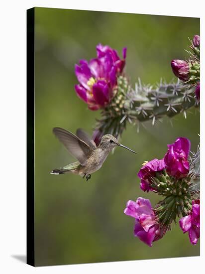 Female Broad-Tailed Hummingbird (Selasphorus Platycercus) Feeding at a Walkingstick (Cane) Cholla-James Hager-Stretched Canvas