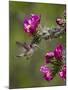 Female Broad-Tailed Hummingbird (Selasphorus Platycercus) Feeding at a Walkingstick (Cane) Cholla-James Hager-Mounted Photographic Print