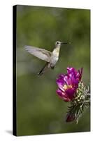 Female Broad-Tailed Hummingbird (Selasphorus Platycercus) Feeding at a Walkingstick (Cane) Cholla-James Hager-Stretched Canvas