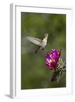 Female Broad-Tailed Hummingbird (Selasphorus Platycercus) Feeding at a Walkingstick (Cane) Cholla-James Hager-Framed Photographic Print