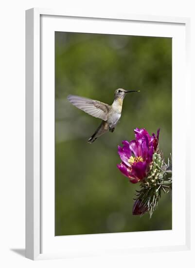 Female Broad-Tailed Hummingbird (Selasphorus Platycercus) Feeding at a Walkingstick (Cane) Cholla-James Hager-Framed Photographic Print