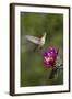 Female Broad-Tailed Hummingbird (Selasphorus Platycercus) Feeding at a Walkingstick (Cane) Cholla-James Hager-Framed Photographic Print