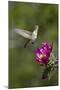 Female Broad-Tailed Hummingbird (Selasphorus Platycercus) Feeding at a Walkingstick (Cane) Cholla-James Hager-Mounted Photographic Print