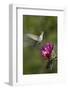 Female Broad-Tailed Hummingbird (Selasphorus Platycercus) Feeding at a Walkingstick (Cane) Cholla-James Hager-Framed Photographic Print