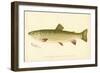 Female Brook Trout-null-Framed Giclee Print