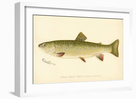 Female Brook Trout-null-Framed Giclee Print