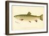 Female Brook Trout-null-Framed Premium Giclee Print