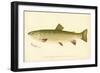 Female Brook Trout-null-Framed Premium Giclee Print