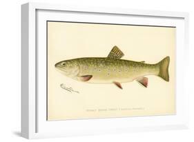 Female Brook Trout-null-Framed Premium Giclee Print