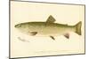 Female Brook Trout-null-Mounted Premium Giclee Print