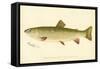Female Brook Trout-null-Framed Stretched Canvas