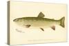 Female Brook Trout-null-Stretched Canvas