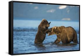 Female Brown bear with cub playing in lake Kuril, Kamchatka-Valeriy Maleev-Framed Stretched Canvas