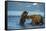 Female Brown bear with cub playing in lake Kuril, Kamchatka-Valeriy Maleev-Framed Stretched Canvas