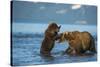 Female Brown bear with cub playing in lake Kuril, Kamchatka-Valeriy Maleev-Stretched Canvas