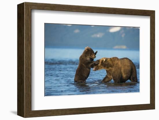 Female Brown bear with cub playing in lake Kuril, Kamchatka-Valeriy Maleev-Framed Photographic Print