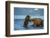 Female Brown bear with cub playing in lake Kuril, Kamchatka-Valeriy Maleev-Framed Photographic Print