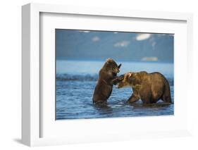 Female Brown bear with cub playing in lake Kuril, Kamchatka-Valeriy Maleev-Framed Photographic Print