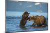 Female Brown bear with cub playing in lake Kuril, Kamchatka-Valeriy Maleev-Mounted Photographic Print