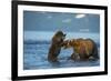 Female Brown bear with cub playing in lake Kuril, Kamchatka-Valeriy Maleev-Framed Photographic Print