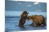 Female Brown bear with cub playing in lake Kuril, Kamchatka-Valeriy Maleev-Mounted Photographic Print