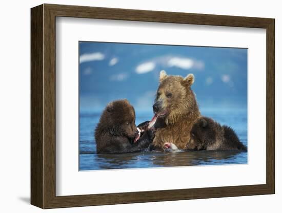 Female Brown bear with two cubs eating fish, Kamchatka-Valeriy Maleev-Framed Photographic Print